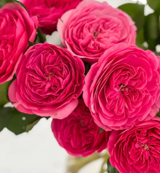 Rose �BARONESSE�� * Tantau, kont. 2 l