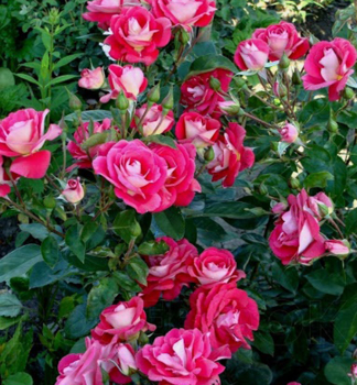 Rose HEIMATMELODIE *** Tantau, kont. 2 l