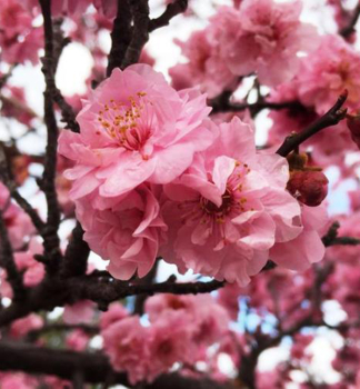 Geflltblhende Blutpflaume (Prunus blireiana) auf Stamm 80 cm, Cont. 5 l