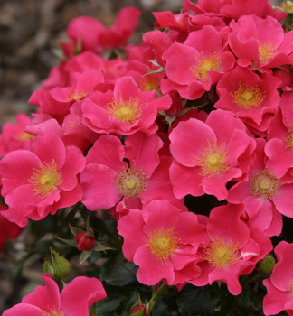 Bodendeckerrose STADT ROM ** ADR , Tantau, kont. 2 l