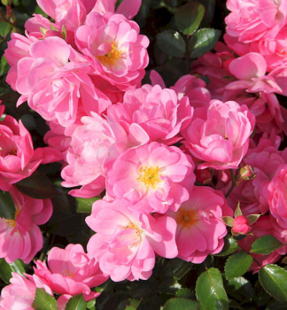 Rose SATINA ** Tantau, kont. 2 l