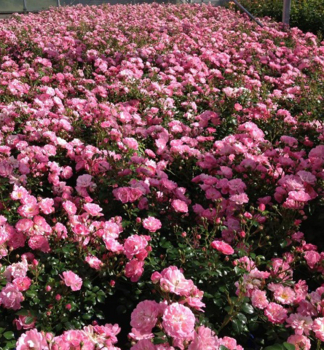 Rose SATINA ** Tantau, kont. 2 l