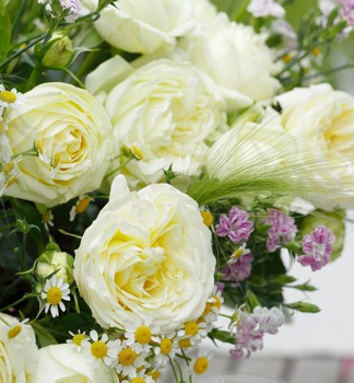 Groblumige Buschrose WEDDING PIANO ** Tantau, kont. 2 l