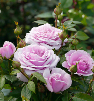 Duftende Buschrose PACIFIC BLUE ***** Tantau, kont. 2 l