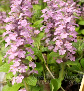 Obr�zok (10)