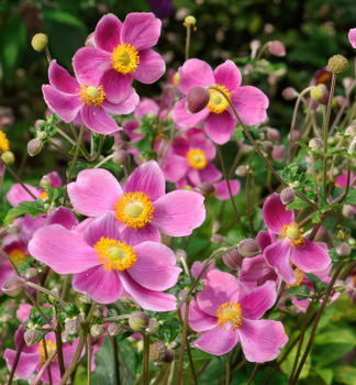 Anemone HADSPEN ABUNDANCE Cont. 0,5 l
