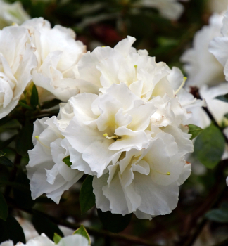 Japanische Azalee �PERFECTO MUNDO�DOUBLE WHITE� 20-30 cm, Cont. 3 l