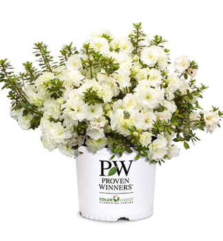 Japanische Azalee �PERFECTO MUNDO�DOUBLE WHITE� 20-30 cm, Cont. 3 l