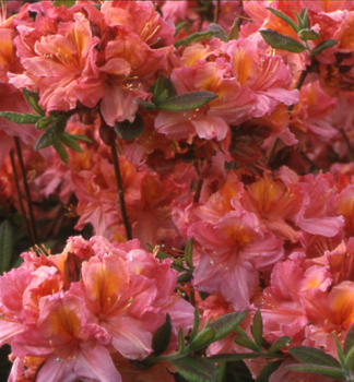 Gro�blumige Azalee �BERRY ROSE� 10-15 cm, Cont. 1,3 l