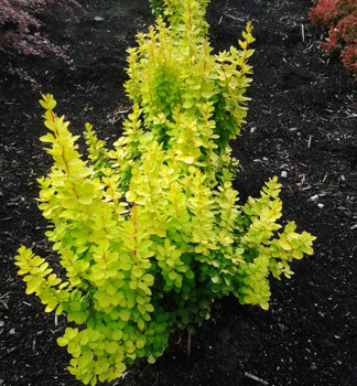 Thunberg-Berberitze �YELLOW BIRD��, Cont. 1,4 l