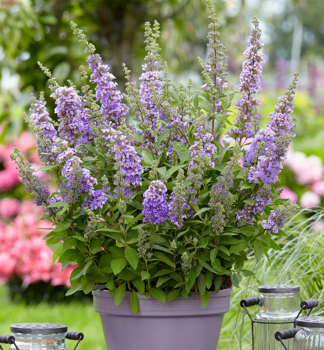 Sommerflieder �HIGH FIVE PURPLE� 10-15 cm, Cont. 1,4 l