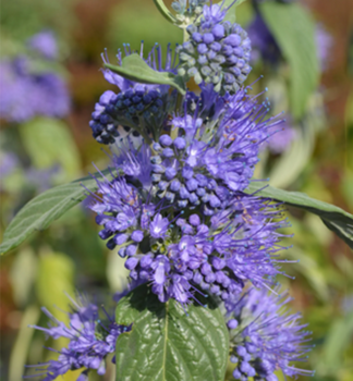 Bartblume �BLUE EMPIRE� 20-30 cm, Cont. 3 l