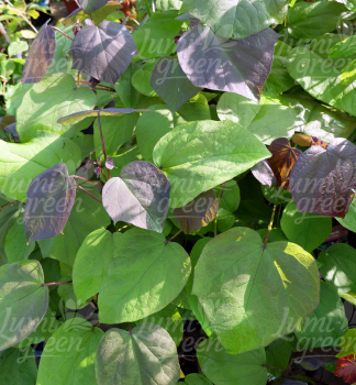 Obr�zok (1)