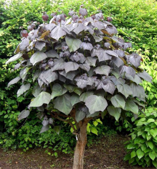 Trompetenbaum �PURPUREA� 50-60 cm, Cont. 4 l