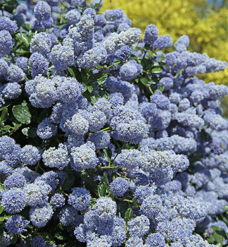 S�ckelblume �GLOIRE DE VERSAILLES� 40-50 cm, Cont. 2 l