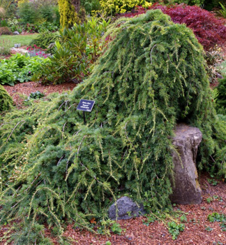 Libanon-Zeder �SARGENTII� auf Stamm 40 cm, Cont. 9 l