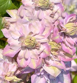 Clematis �ANNA�S CHOICE�� 30-40 cm, Cont. 1,6 l, Pflanze mit Rankhilfen