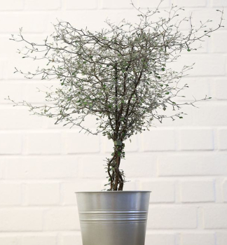 Zickzackstrauch (Corokia cotoneaster), 30-40 cm, Cont. 2 l