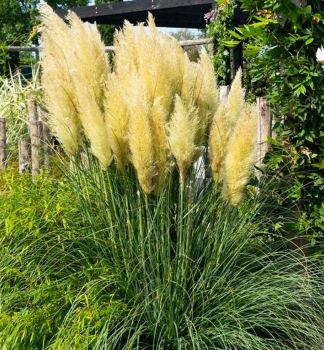 Pampasgras �EVITA� 40-50 cm, Cont. 5 l