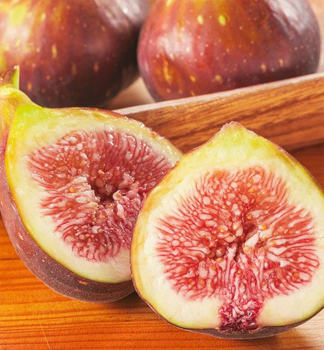 Feigebaum �MORENA�� 30-40 cm, Cont. 2 l