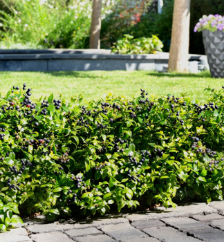 Heidelbeere �BERRY BUX��, Cont. 0,5 l