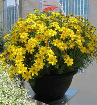 Zweizahn �BIDY GONZALES�, Cont. 0,5 l