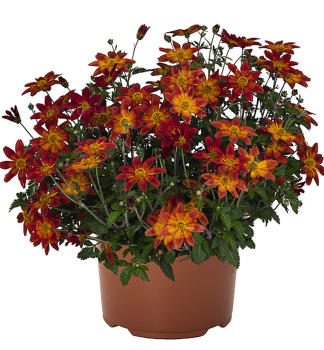 Zweizahn �BIDY BOOM RED�, Cont. 0,5 l