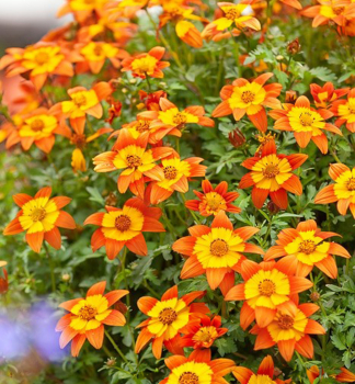 Zweizahn �BIDY BOOM FIRESIDE�, Cont. 0,5 l