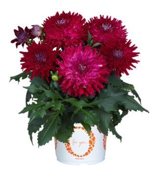 Dahlie �RASPBERRY ICE�, Cont. 0,5 l