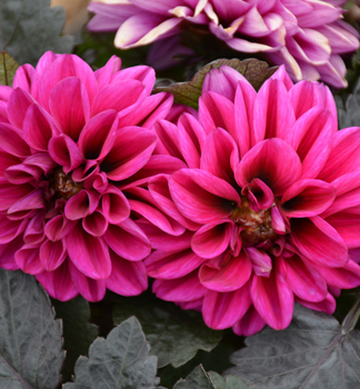 Dahlie �TEMPTATION PURPLE�, Cont. 0,5 l