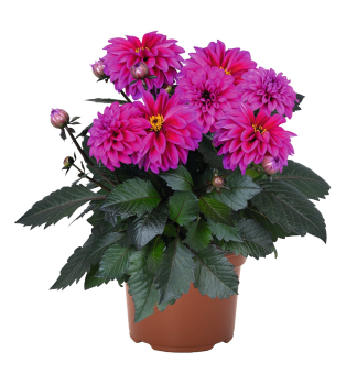 Dahlie �TEMPTATION PURPLE�, Cont. 0,5 l
