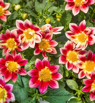 Dahlie �SUMMER BREEZE RED BICOLOUR�, Cont. 0,5 l