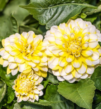 Dahlie �HYPNOTICA LEMON SWIRL�, Cont. 0,5 l