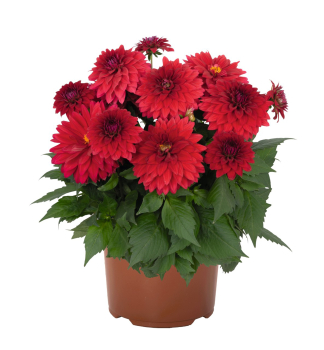 Dahlie �HYPNOTICA RED VELVET�, Cont. 0,5 l