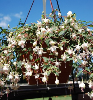 Fuchsia �HARRY GREY�, Cont. 0,5 l