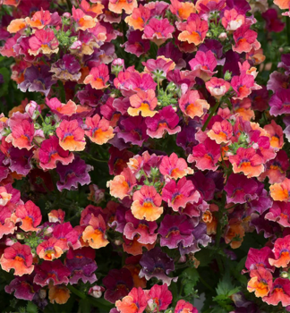 Elfenspiegel �NESIA TROPICAL�, Cont. 0,5 l