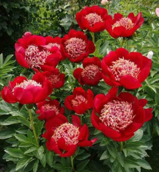 Pfingstrose �SWORD DANCE� Cont. 2 l