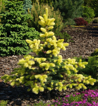 Stech-Fichte  �MAIGOLD� 50-60 cm, Cont. 7,5 l