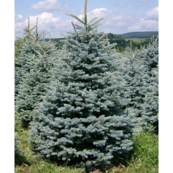 Stech-Fichte �GLAUCA MAJESTIC BLUE� 40-60 cm, Cont. 2 l