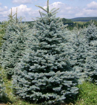 Stech-Fichte �GLAUCA MAJESTIC BLUE� 40-60 cm, Cont. 2 l