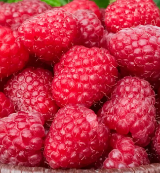 Himbeere �CANBY� 30-40 cm, Cont. 2 l