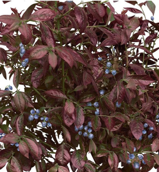 Heidelbeere �CABERNET SPLASH� 20-30 cm, Cont. 3 l