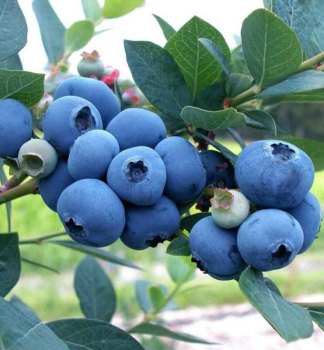 Heidelbeere �HORTBLUE POPPINS�� 30-40 cm, Cont. 2 l