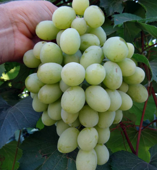 Resistente Tafeltraube �ALEXA� 20-30 cm, Cont. 3 l