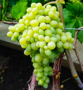 Kernlose Tafeltraube �CIMUS� 20-30 cm, Cont. 3 l