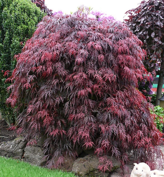 F�cherahorn �ROYAL GARNET� 50-60 cm, Cont. 3 l