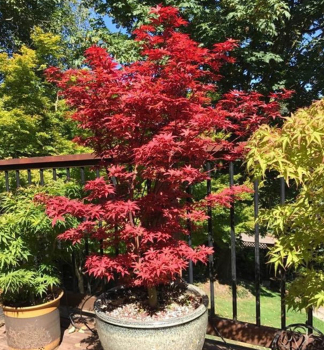 F�cherahorn �LITTLE RED� 50-60 cm, Cont. 3 l