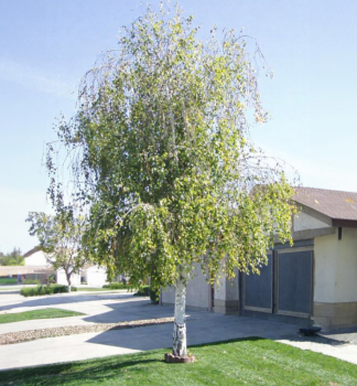 H�nge-Birke, 160-170 cm, Cont. 2 l