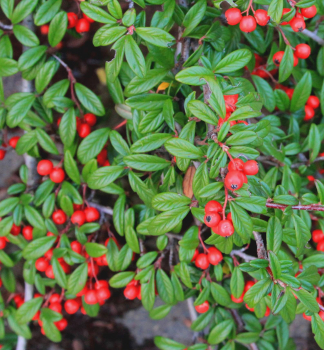 Kriechmispel �REPENS� 20-30 cm, Cont. 1 l