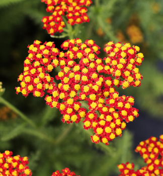 Obr�zok (9)